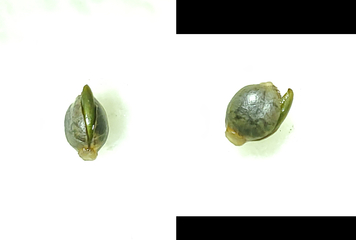Stilton strange seed.jpg