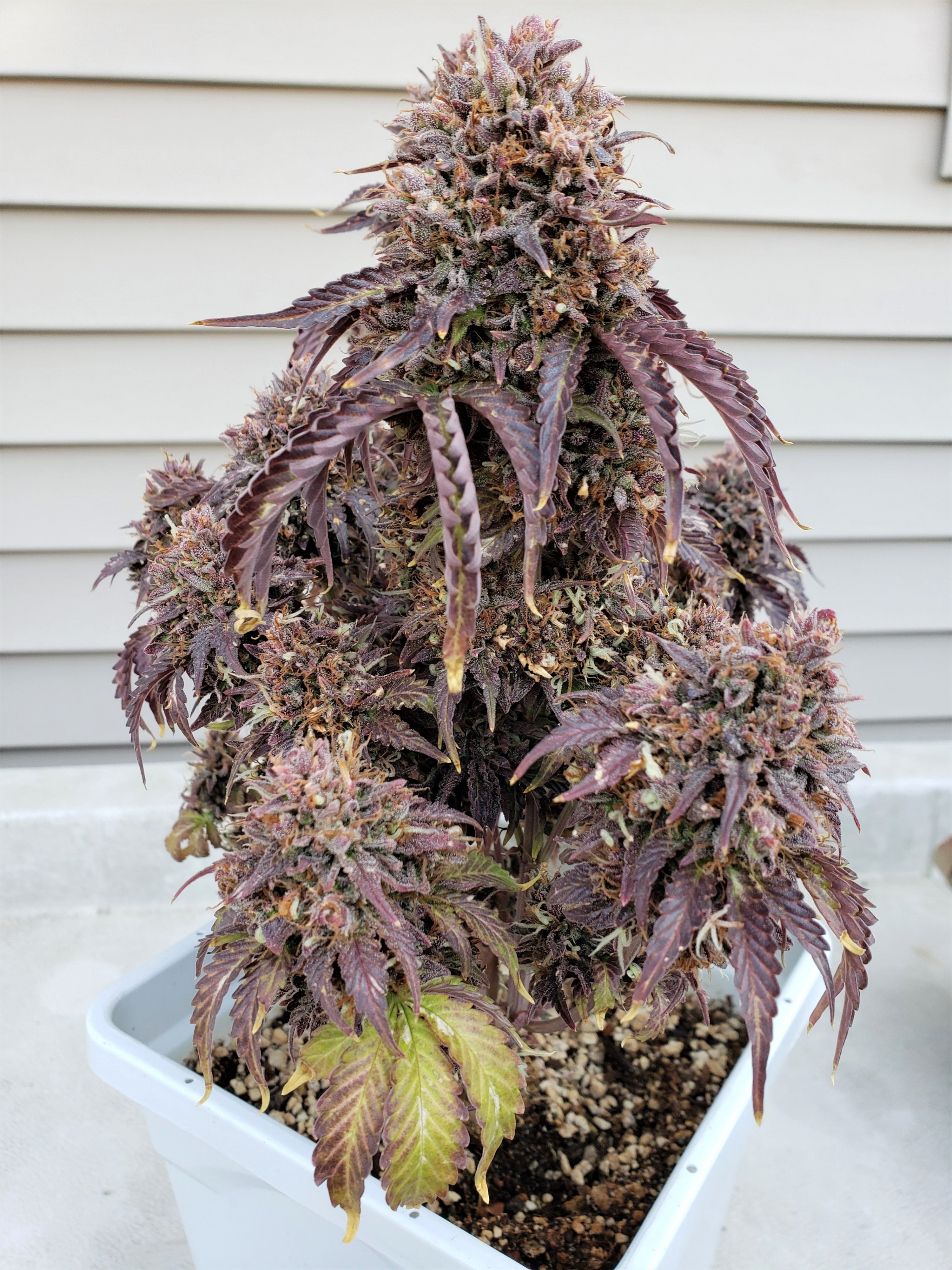 Stone Dragon BX - 12 - Chop Day - Day 105 - (6).jpg