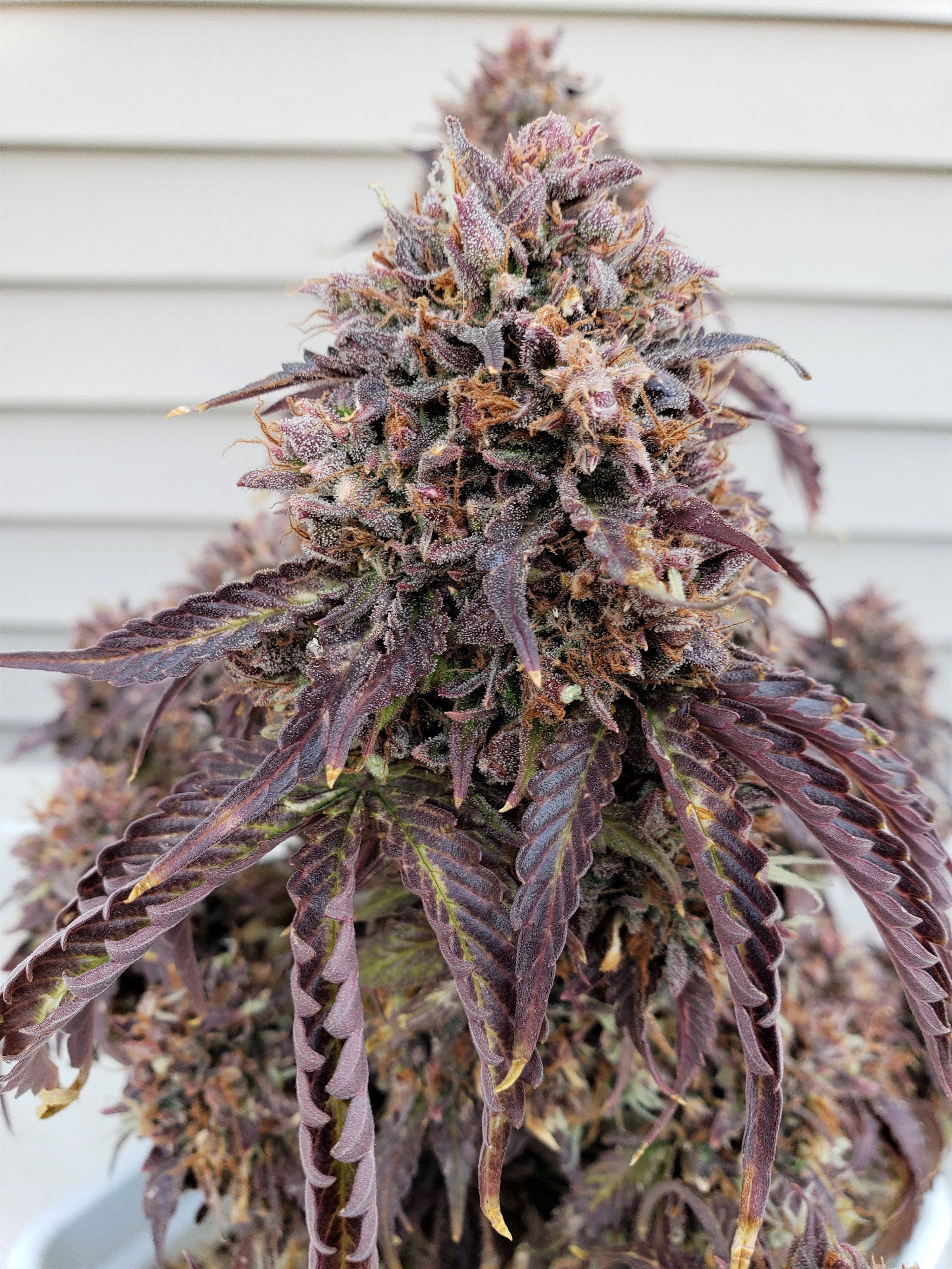 Stone Dragon BX - 12 - Chop Day - Day 105 - (7).jpg