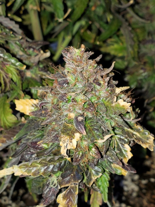 Stone Dragon BX - Chop - Day 95 - (13).jpg