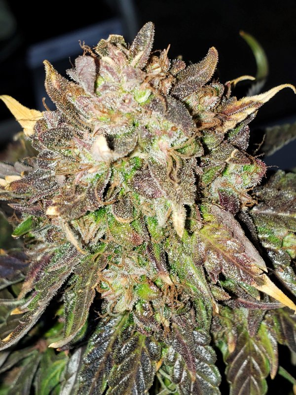 Stone Dragon BX - Chop - Day 95 - (14).jpg