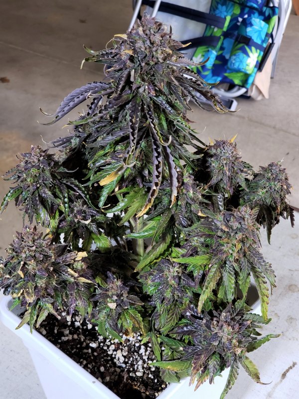 Stone Dragon BX - Chop - Day 95 - (8).jpg