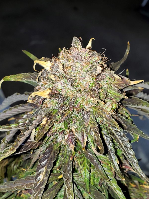 Stone Dragon BX - Chop - Day 95 - (9).jpg