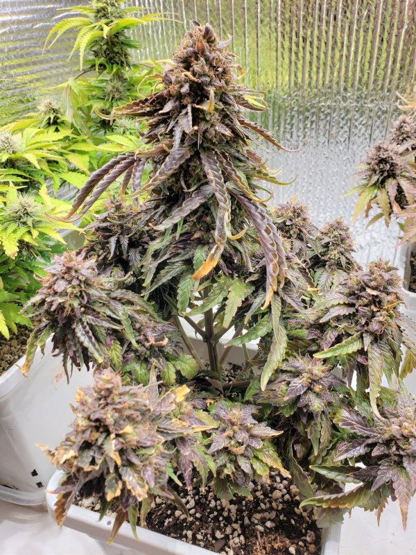 Stone Dragon BX - Chop - Day 95.jpg