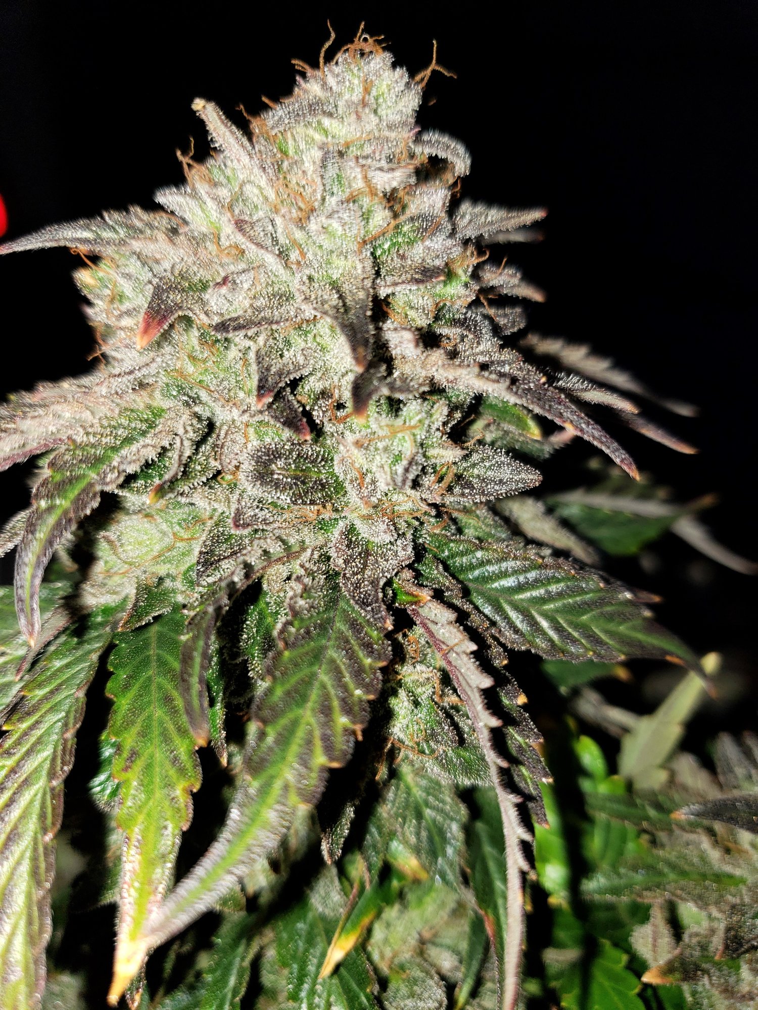 Stone Dragon x 24 Carat #1 (aka Sleeping Dargon) - Day 80 - Chop Day - (10).jpg