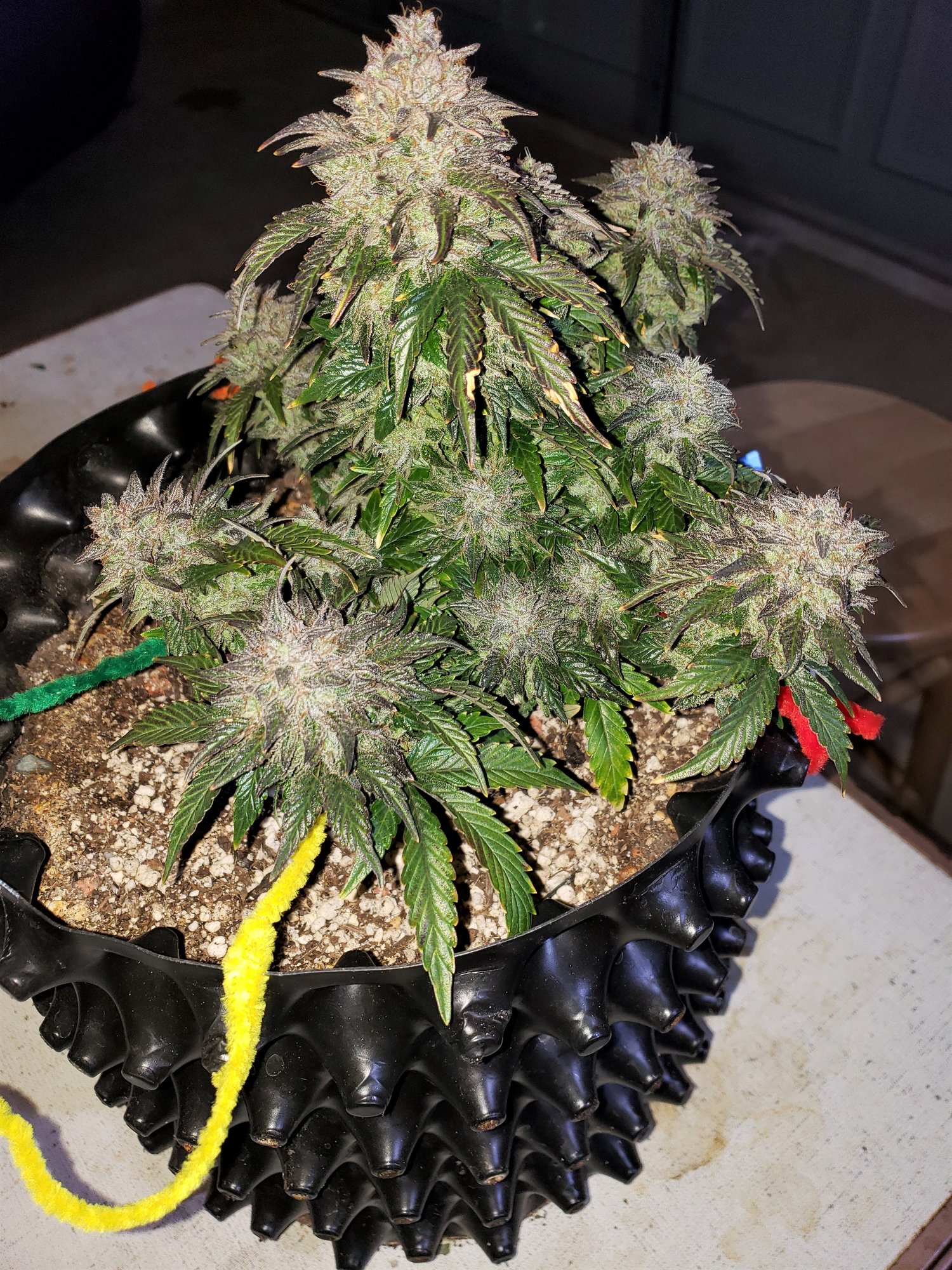 Stone Dragon x 24 Carat #1 (aka Sleeping Dargon) - Day 80 - Chop Day - (2).jpg