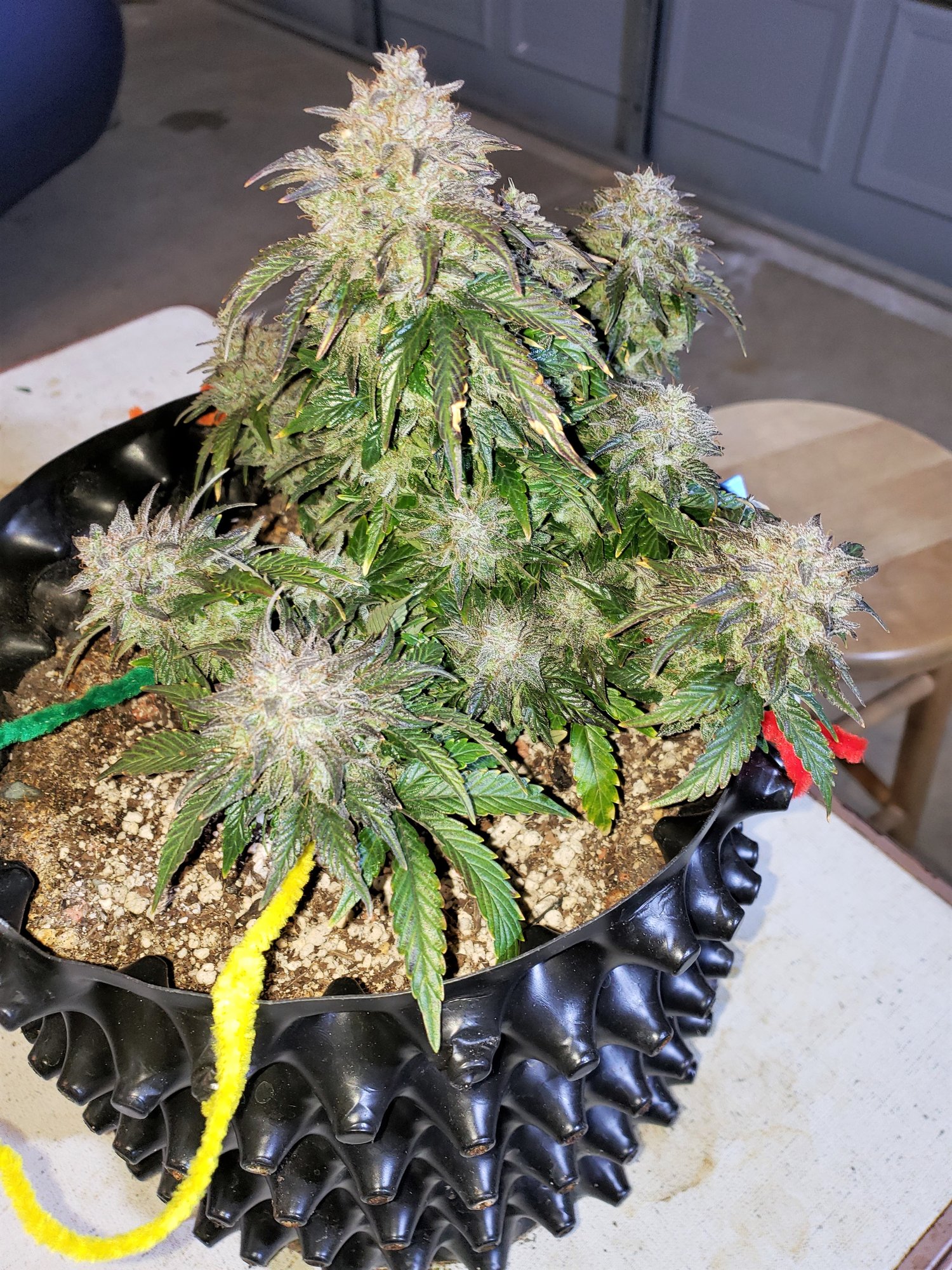 Stone Dragon x 24 Carat #1 (aka Sleeping Dargon) - Day 80 - Chop Day - (3).jpg