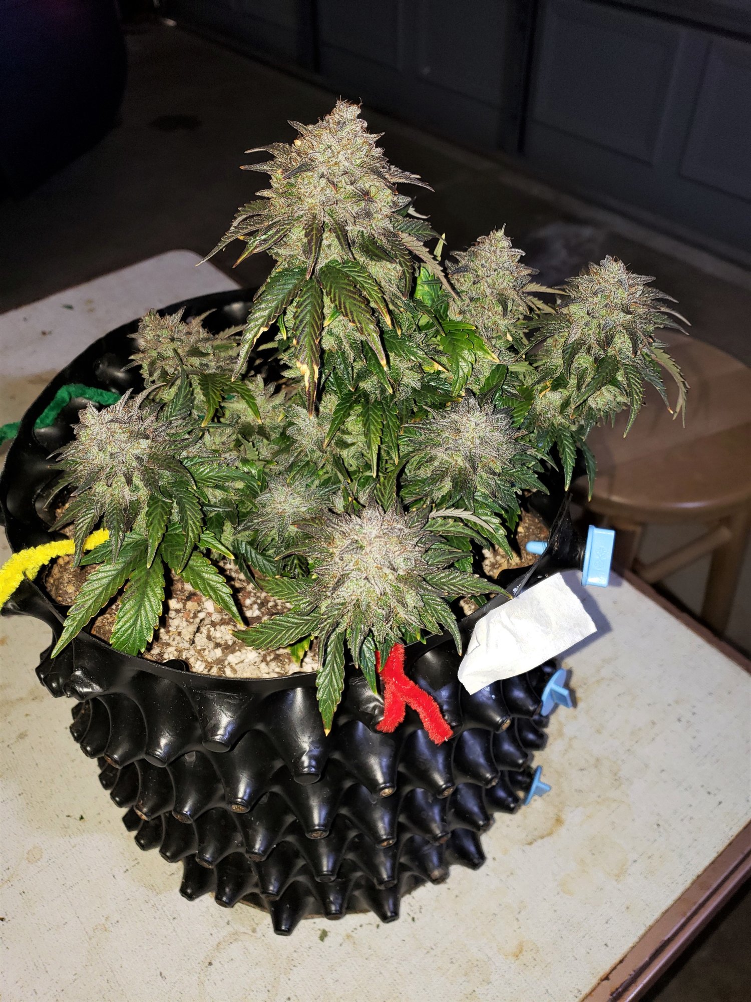 Stone Dragon x 24 Carat #1 (aka Sleeping Dargon) - Day 80 - Chop Day - (4).jpg