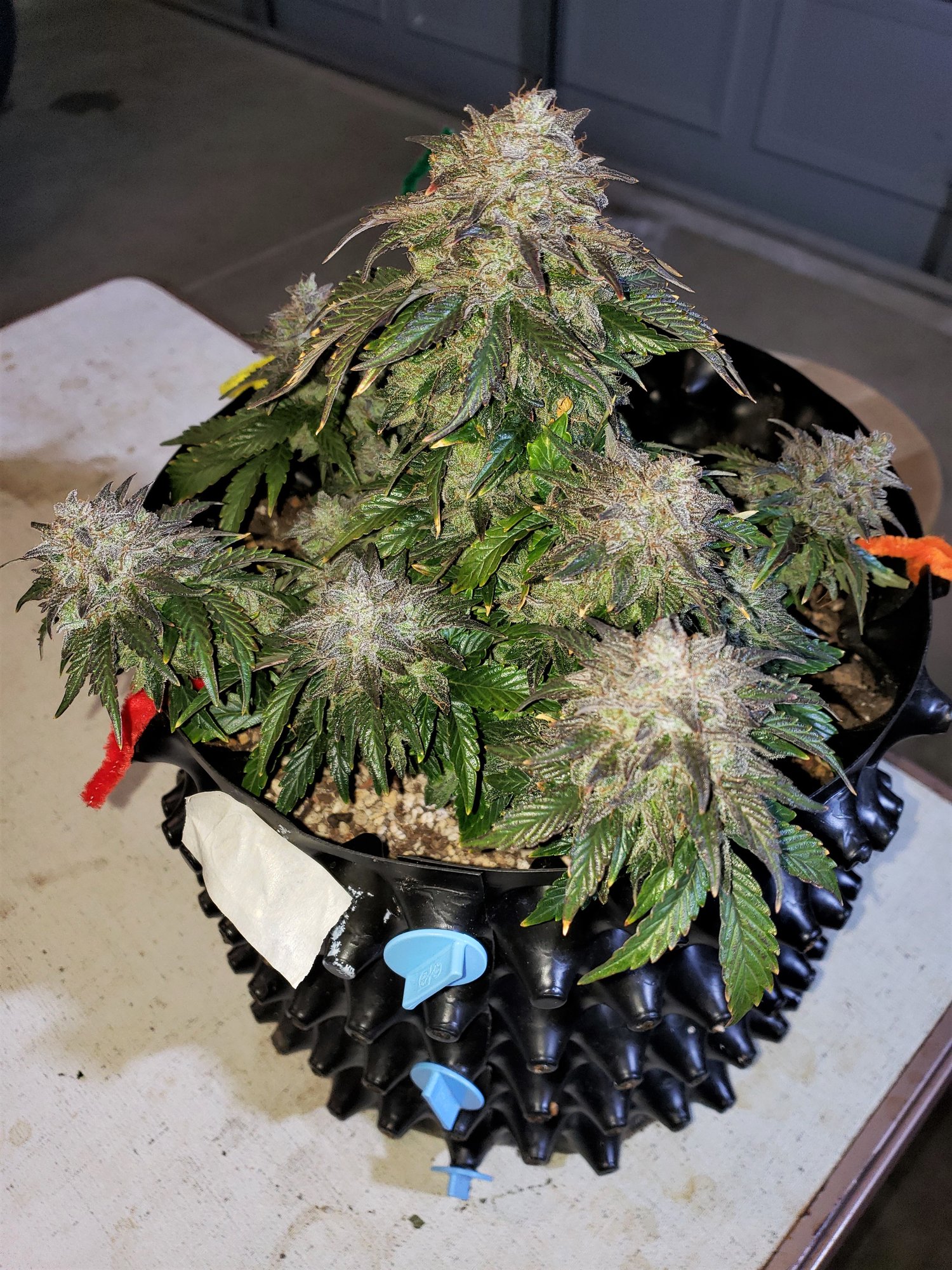 Stone Dragon x 24 Carat #1 (aka Sleeping Dargon) - Day 80 - Chop Day - (5).jpg