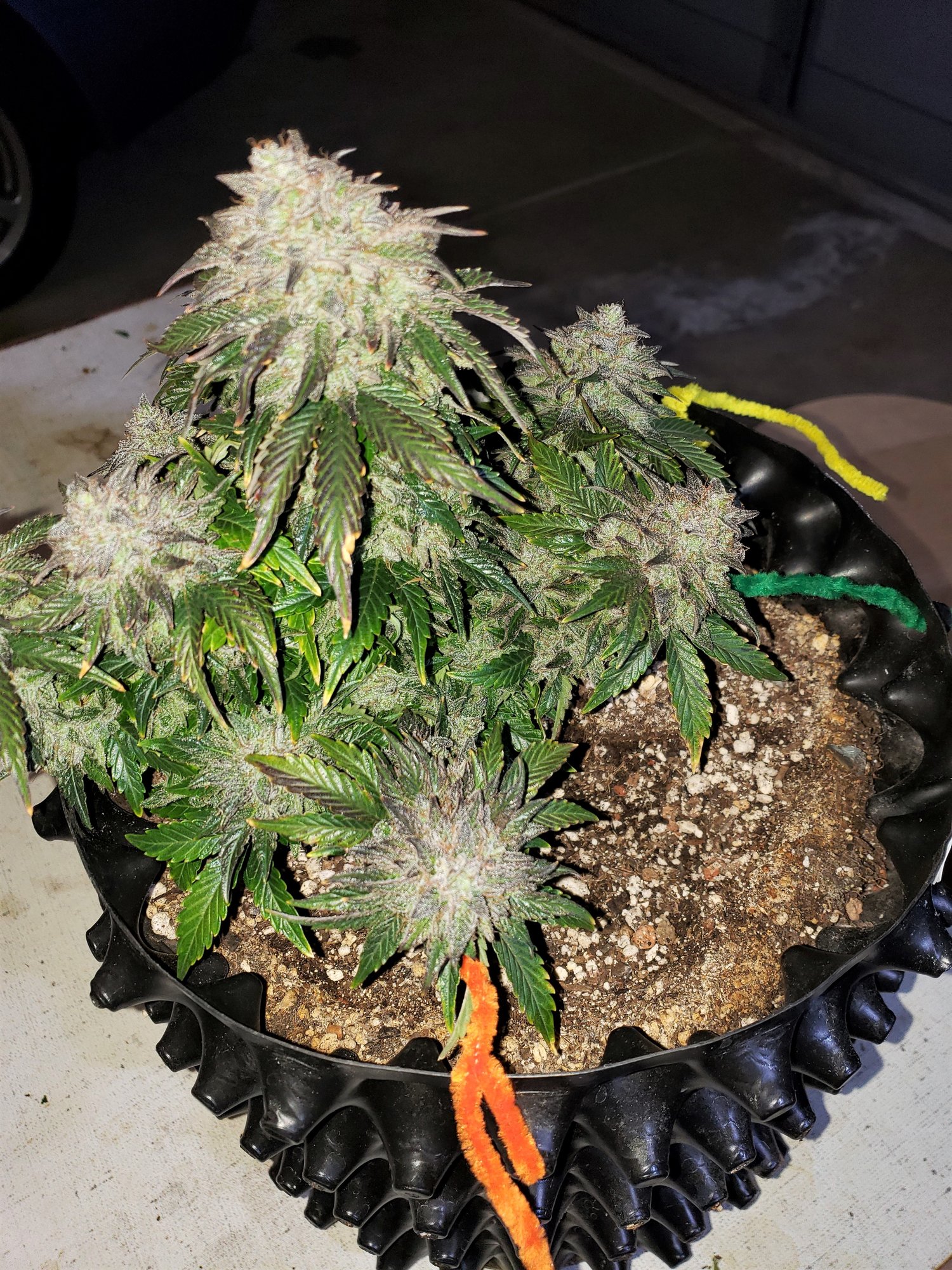 Stone Dragon x 24 Carat #1 (aka Sleeping Dargon) - Day 80 - Chop Day - (6).jpg