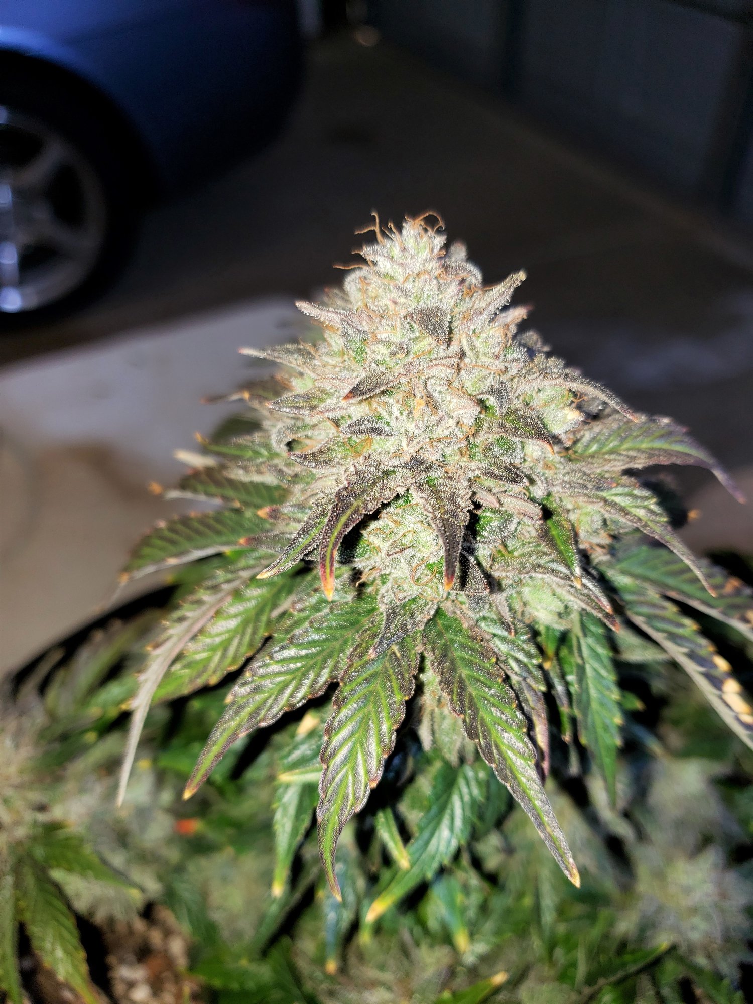 Stone Dragon x 24 Carat #1 (aka Sleeping Dargon) - Day 80 - Chop Day - (7).jpg