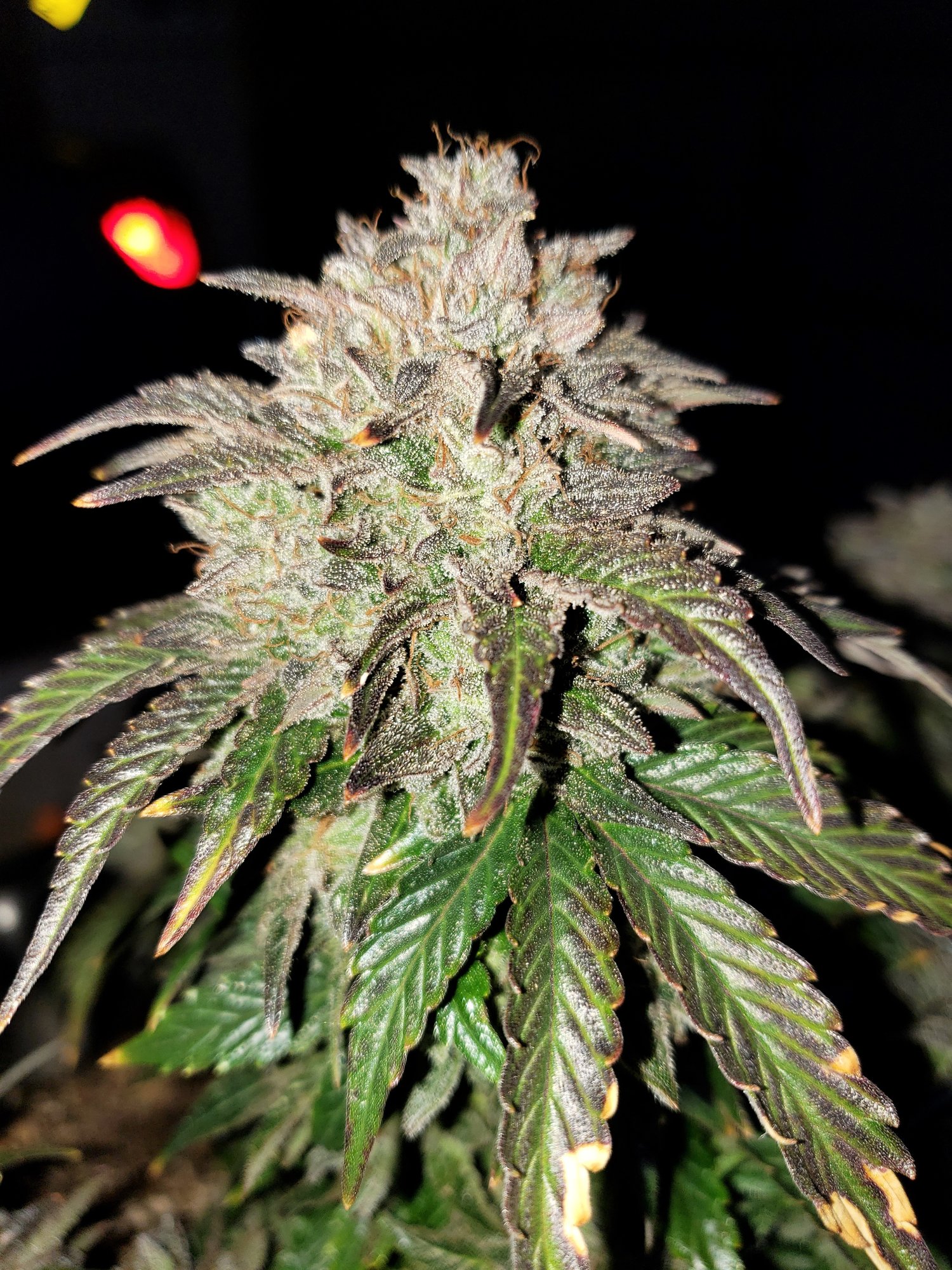 Stone Dragon x 24 Carat #1 (aka Sleeping Dargon) - Day 80 - Chop Day - (8).jpg