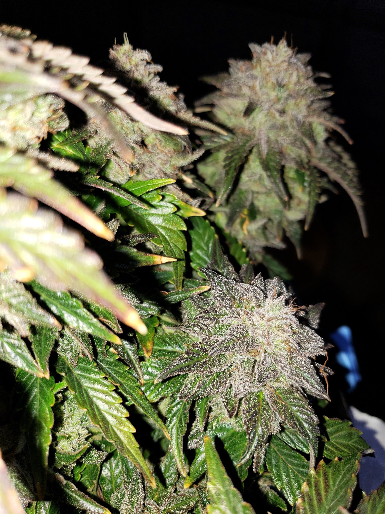 Stone Dragon x 24 Carat #1 (aka Sleeping Dargon) - Day 80 - Chop Day - (9).jpg