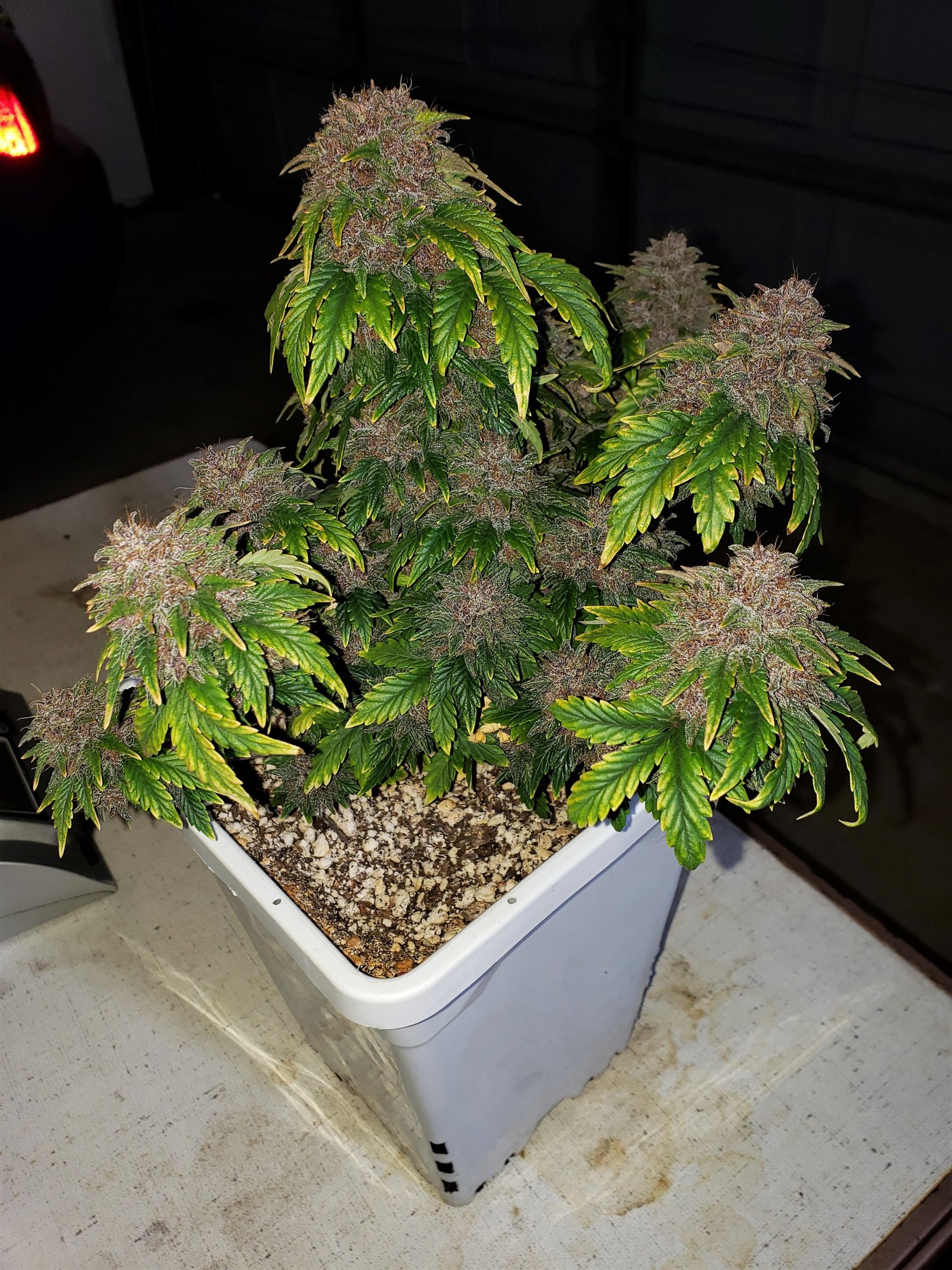 Stone Dragon x 24 Carat #3 (aka Sleeping Dargon) - Day 80 - Chop Day - (2).jpg