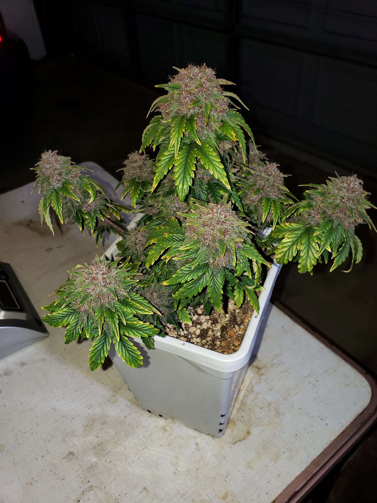 Stone Dragon x 24 Carat #3 (aka Sleeping Dargon) - Day 80 - Chop Day - (3).jpg