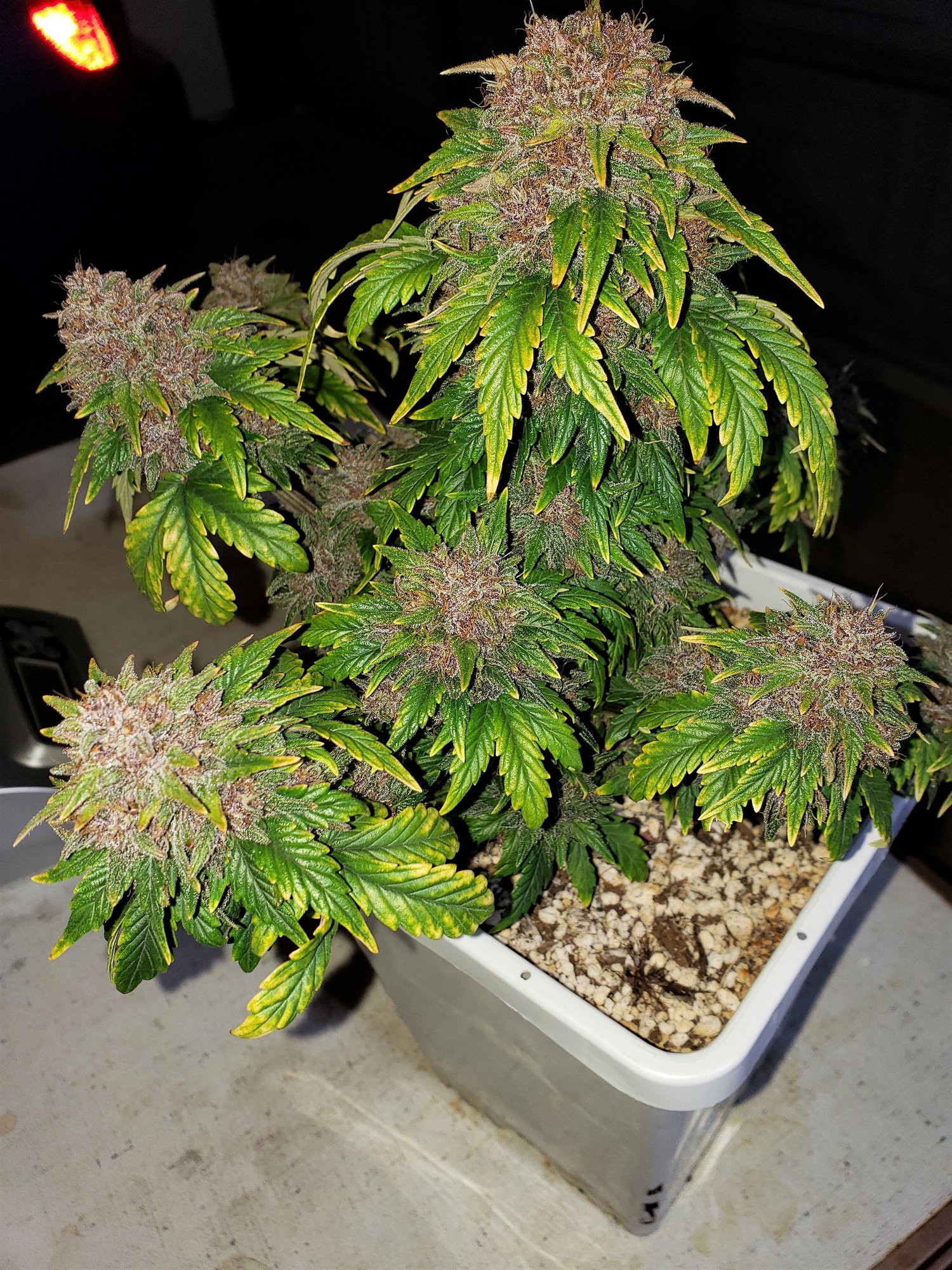 Stone Dragon x 24 Carat #3 (aka Sleeping Dargon) - Day 80 - Chop Day - (4).jpg