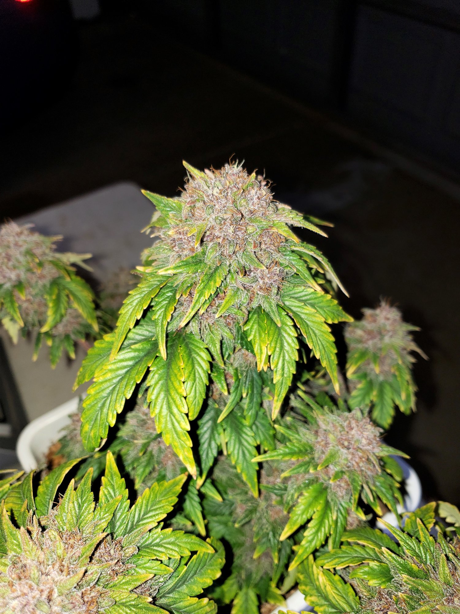 Stone Dragon x 24 Carat #3 (aka Sleeping Dargon) - Day 80 - Chop Day - (5).jpg