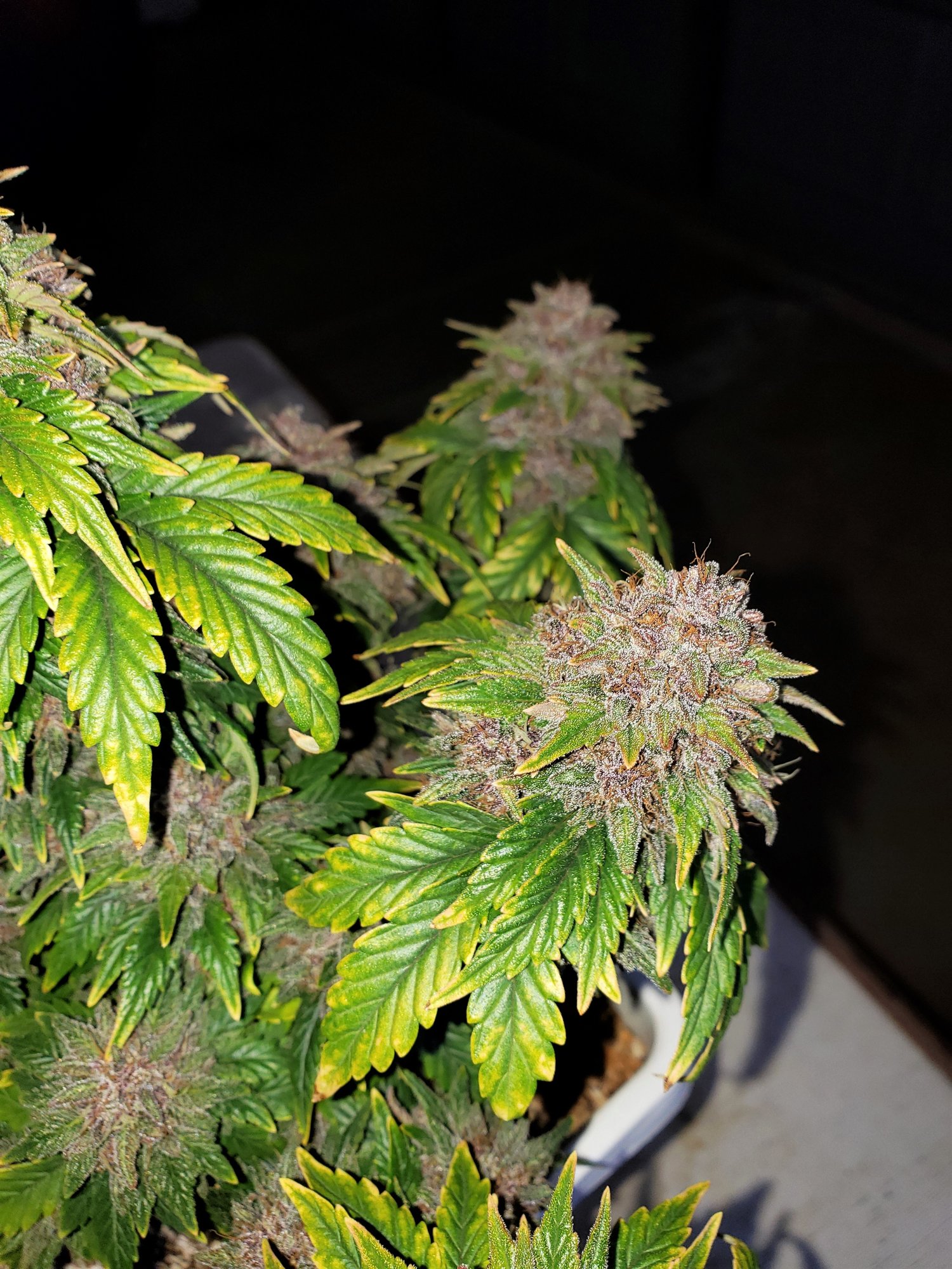 Stone Dragon x 24 Carat #3 (aka Sleeping Dargon) - Day 80 - Chop Day - (6).jpg