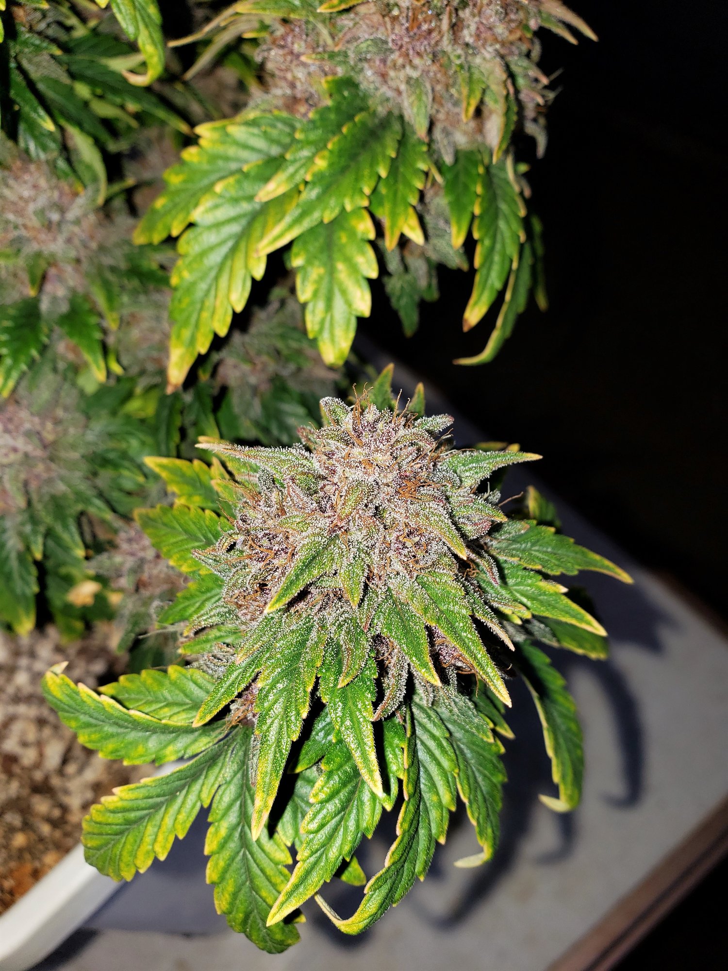 Stone Dragon x 24 Carat #3 (aka Sleeping Dargon) - Day 80 - Chop Day - (7).jpg