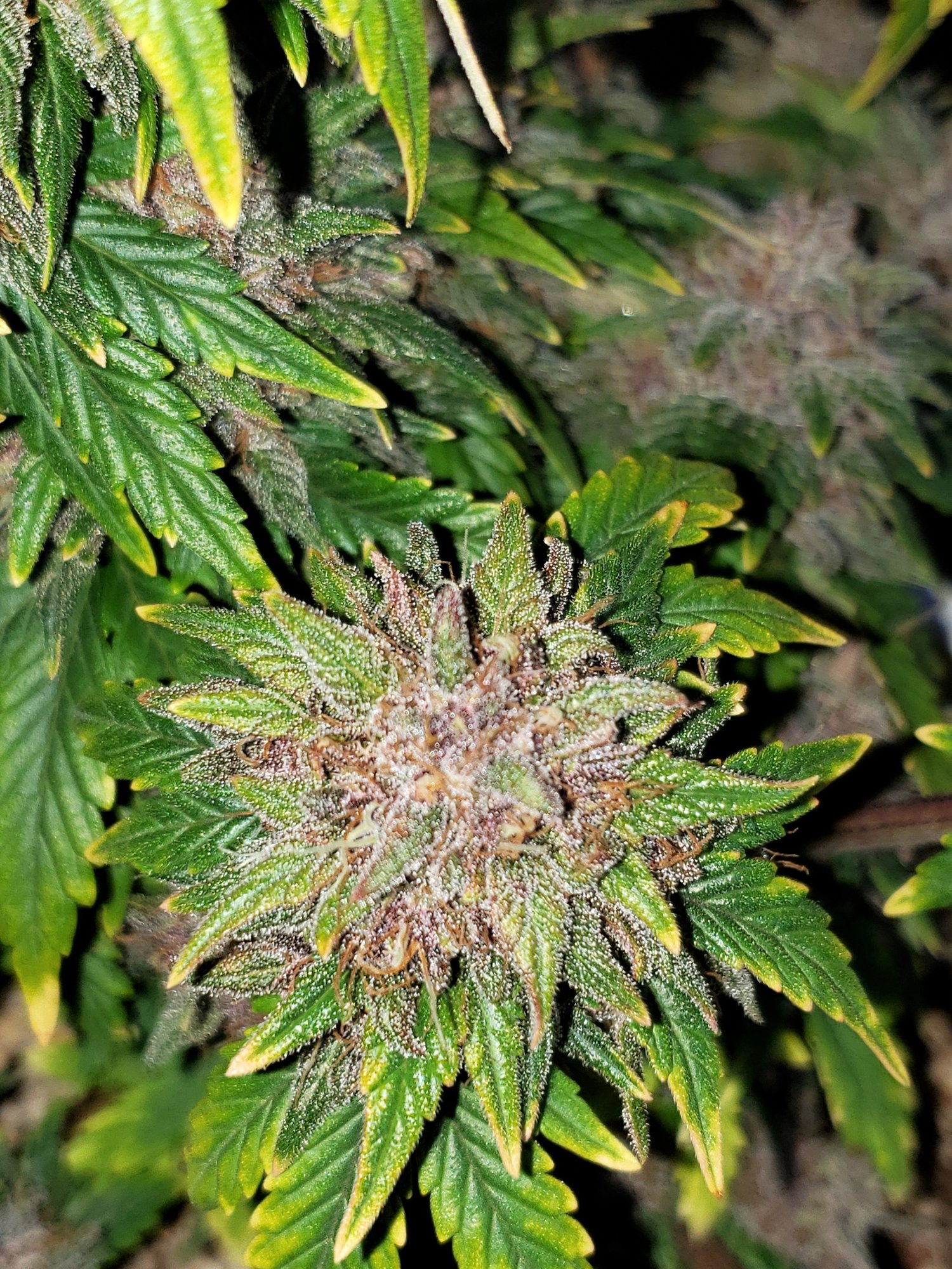 Stone Dragon x 24 Carat #3 (aka Sleeping Dargon) - Day 80 - Chop Day - (8).jpg