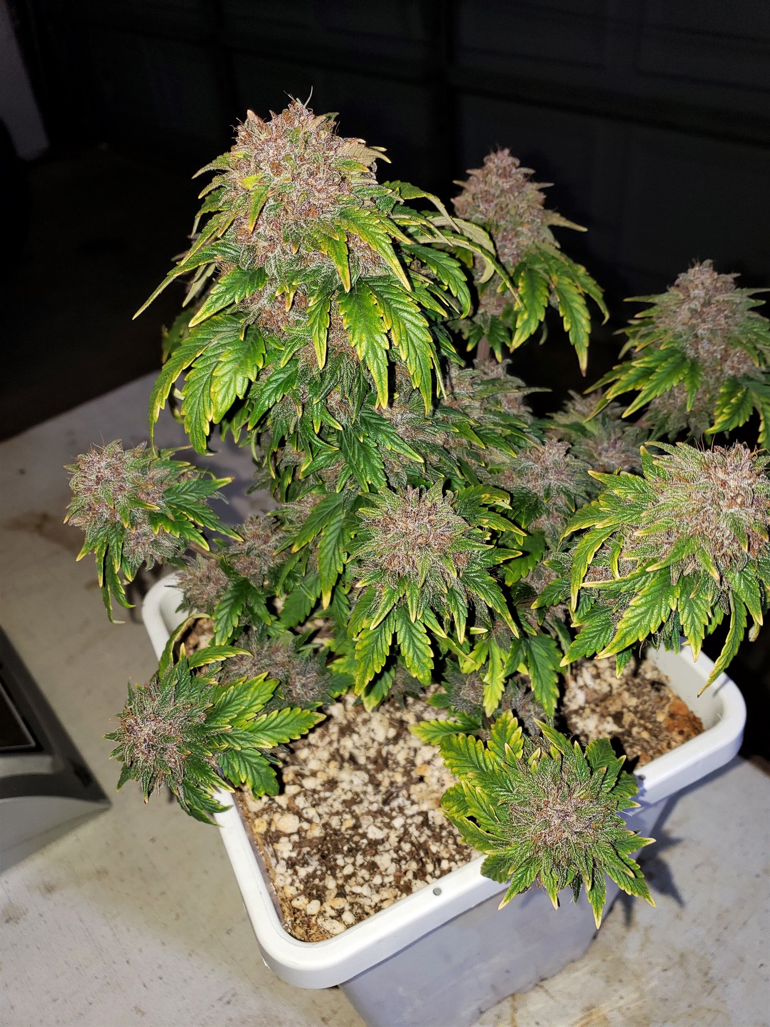 Stone Dragon x 24Carat #3 (aka Sleeping Dargon) - Day 80 - Chop Day.jpg