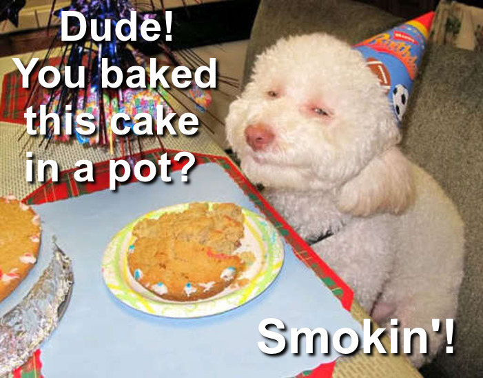 stoned-birthday-dog-smokin.jpg