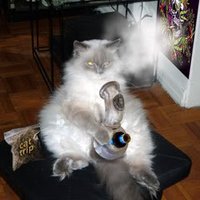 stoned_cat.jpg