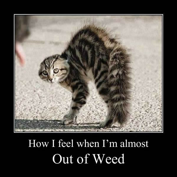 stoner-cat-out-of-weed-memes.jpg