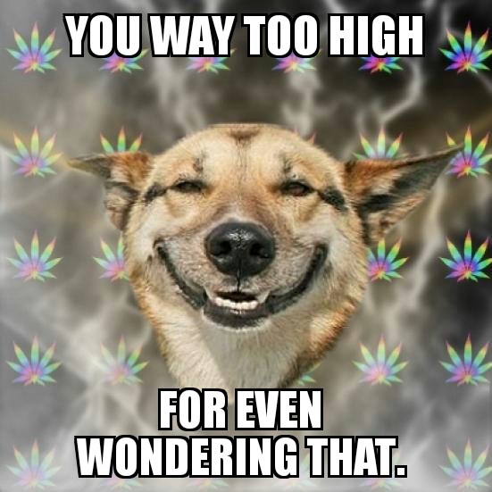 Stoner Dog.jpg