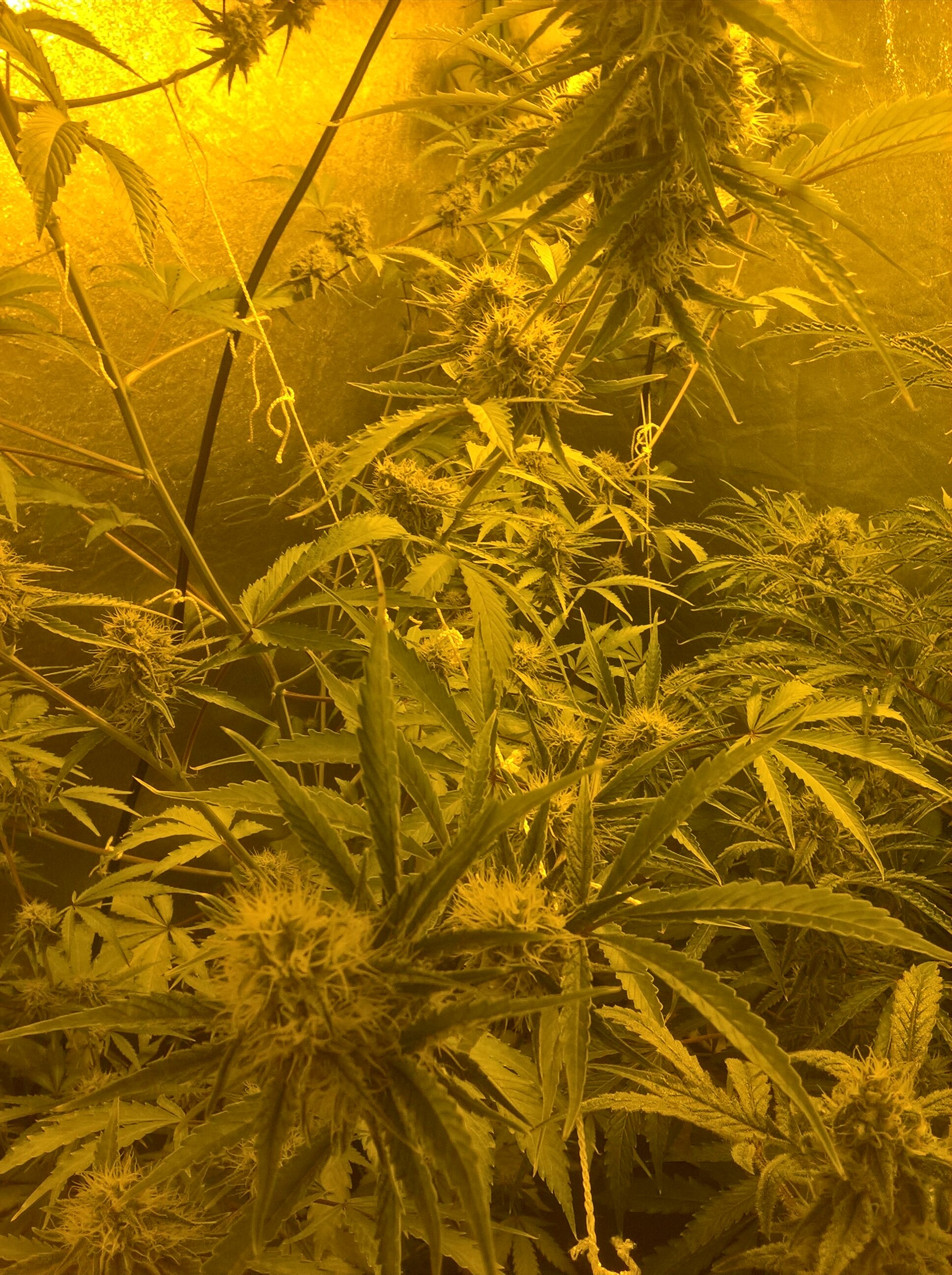 Strawberry Banana auto day 75.jpg