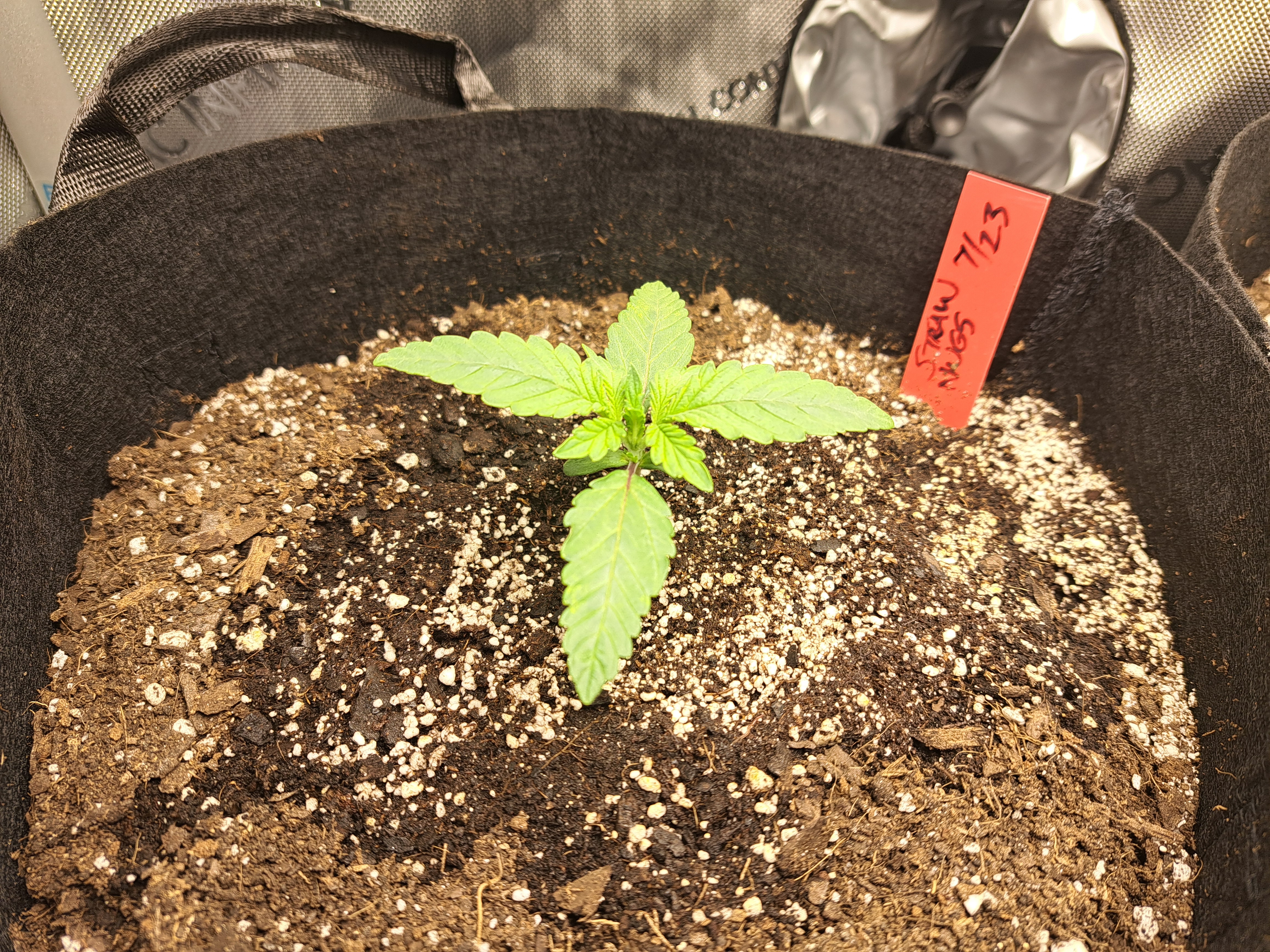 STRAWBERRY NUGGETS DAY 13.jpg