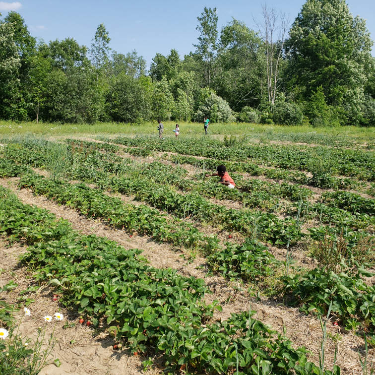 strawberry_pickin.jpg