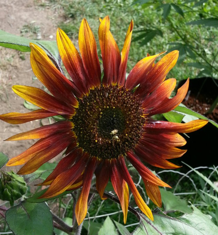 Sunflower 1.jpg