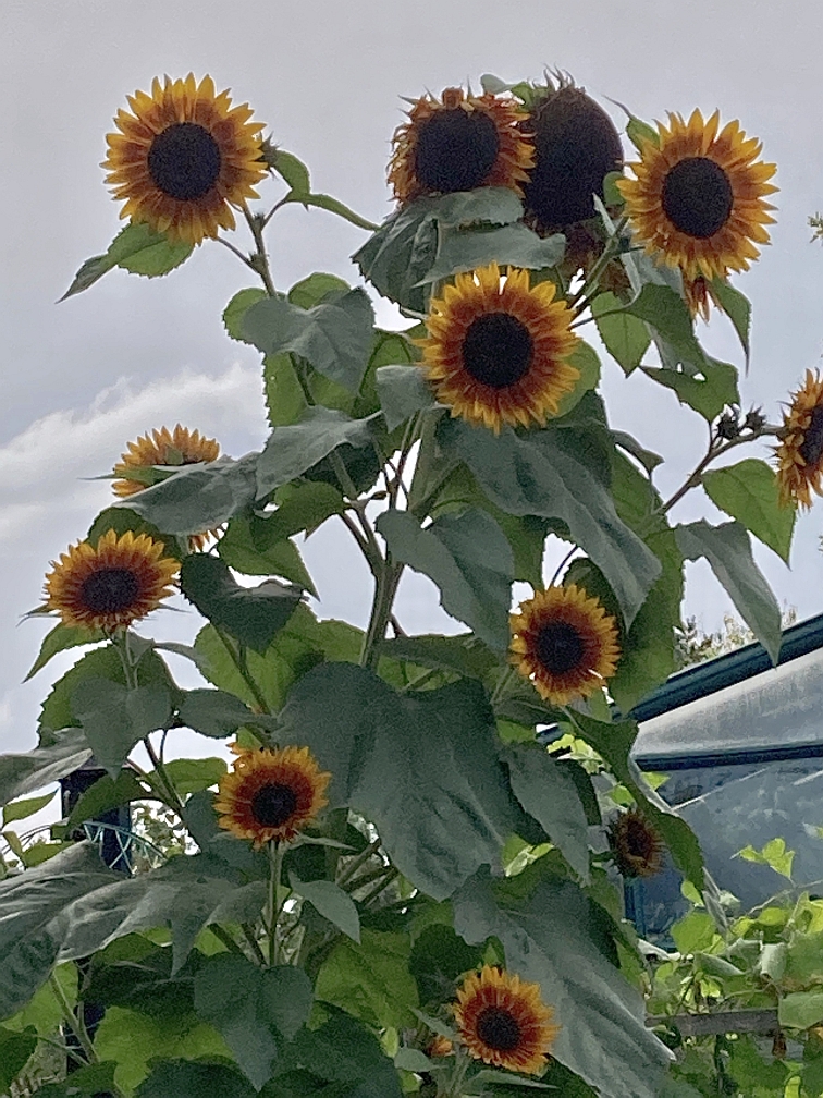 sunflowers 9-16.jpg