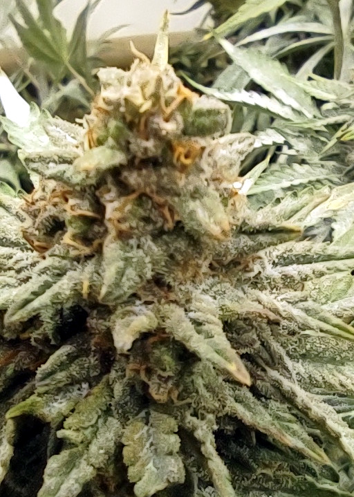 Sunset sherbet Bud pic1 -6-29-2023.jpg