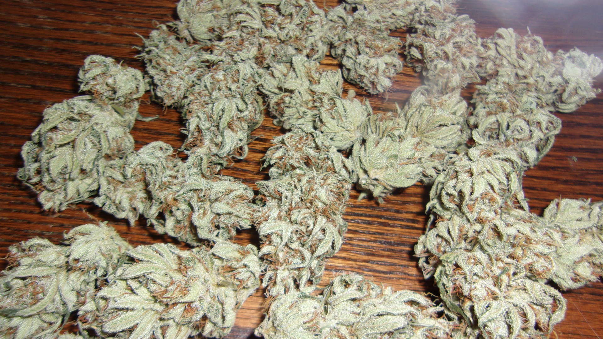 Super Lemon Haze.JPG