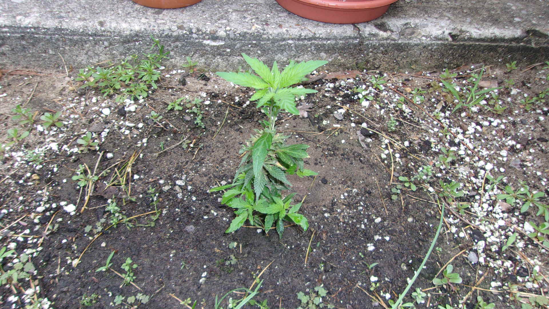 Super Lemon Haze photo (Cinderella)2021 AFN outdoor.JPG