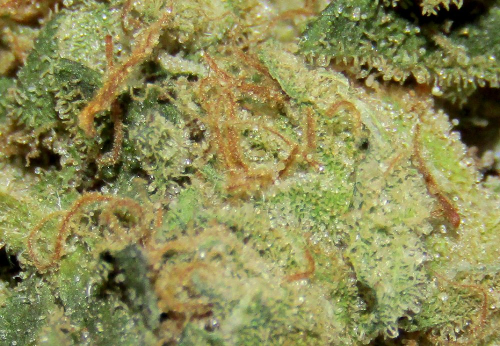 SuperSkunk-close-up.jpg