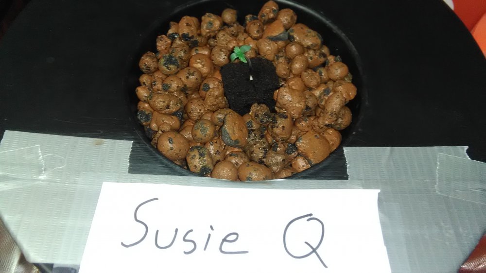 susie q.jpg