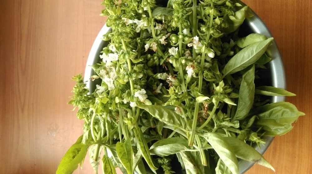 sweet basil flowers 1.jpg