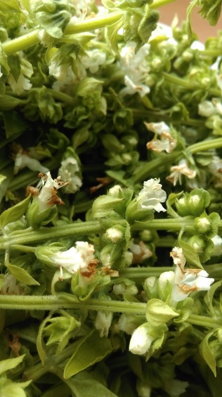 sweet basil flowers 2.jpg