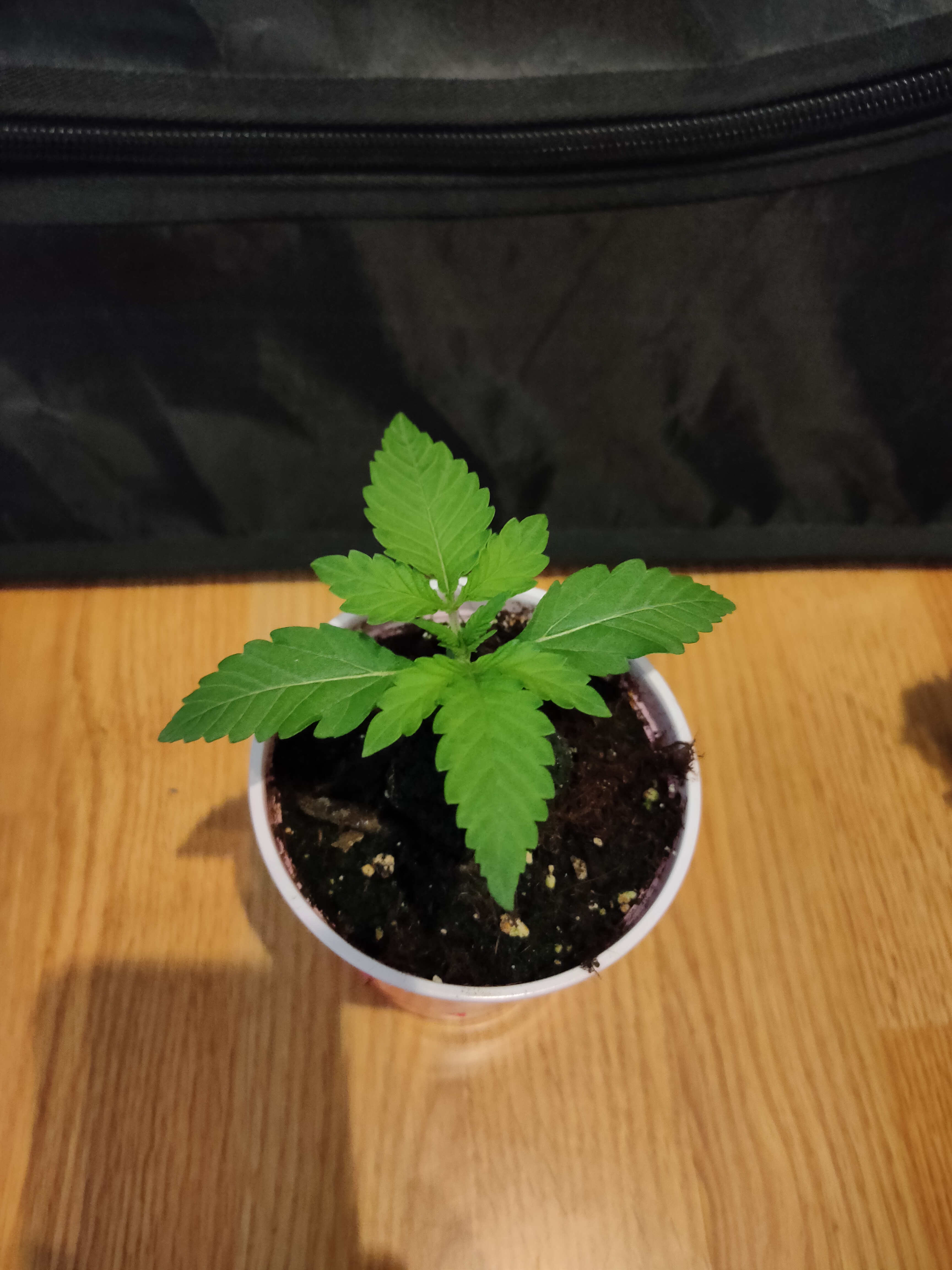 sweet bourbon auto kush 3.jpg