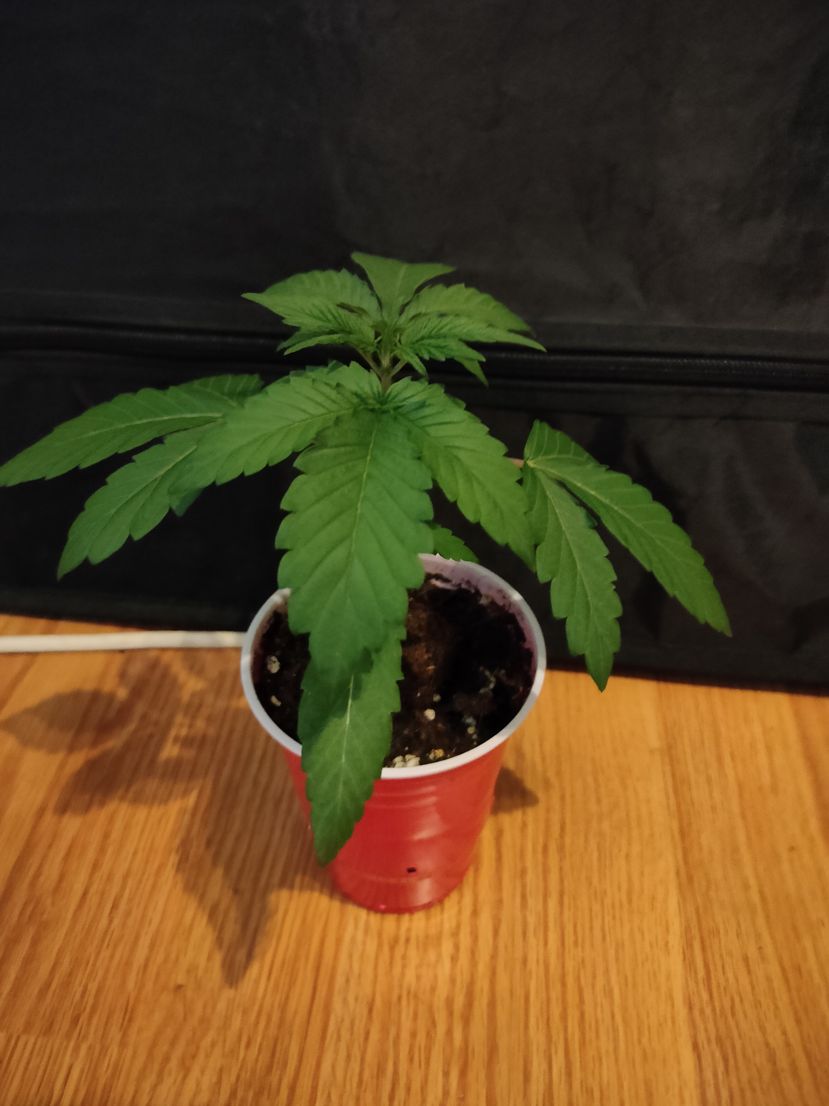 sweet bourbon auto kush 4.jpg