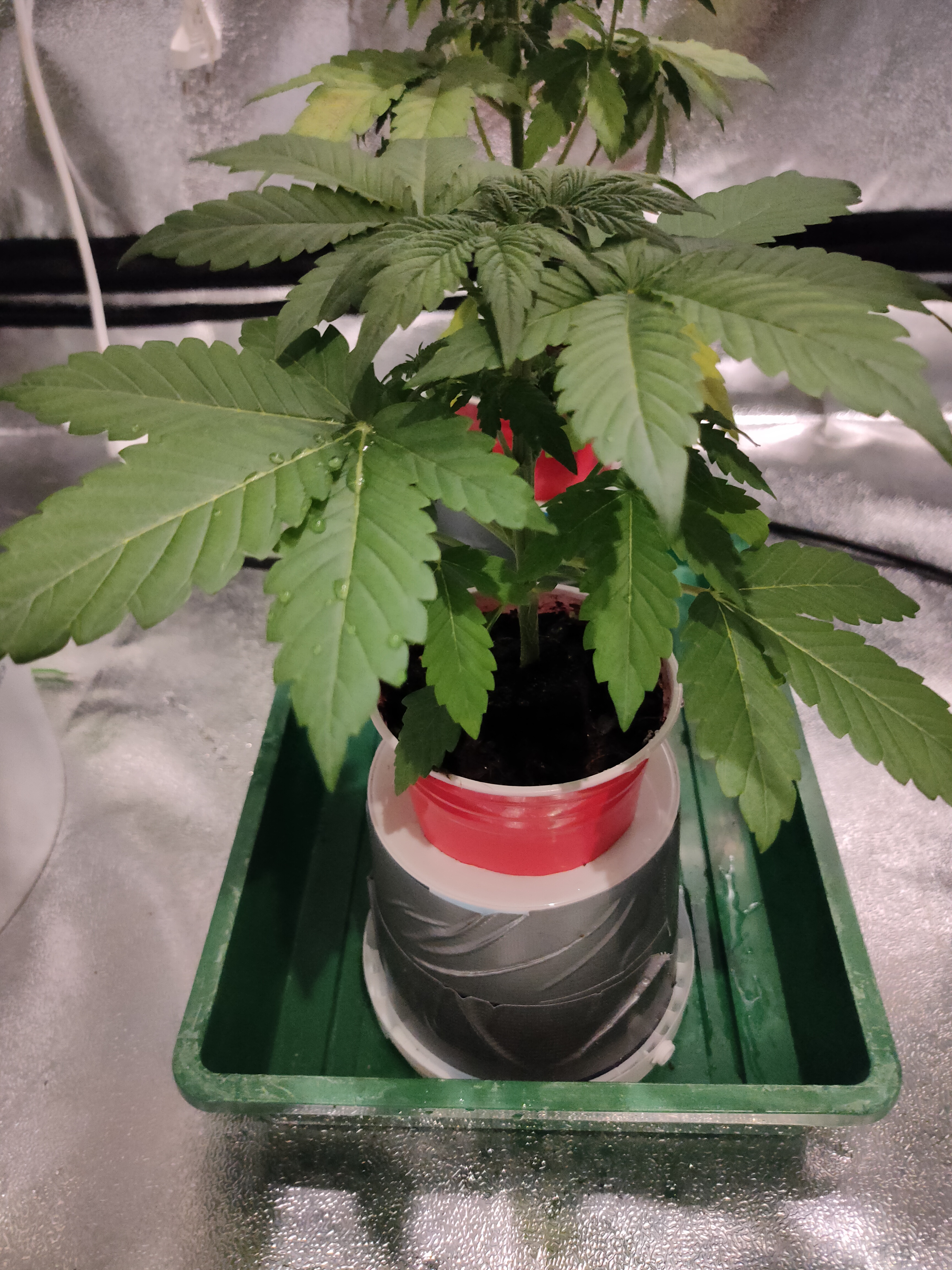 sweet bourbon auto kush 6.jpg