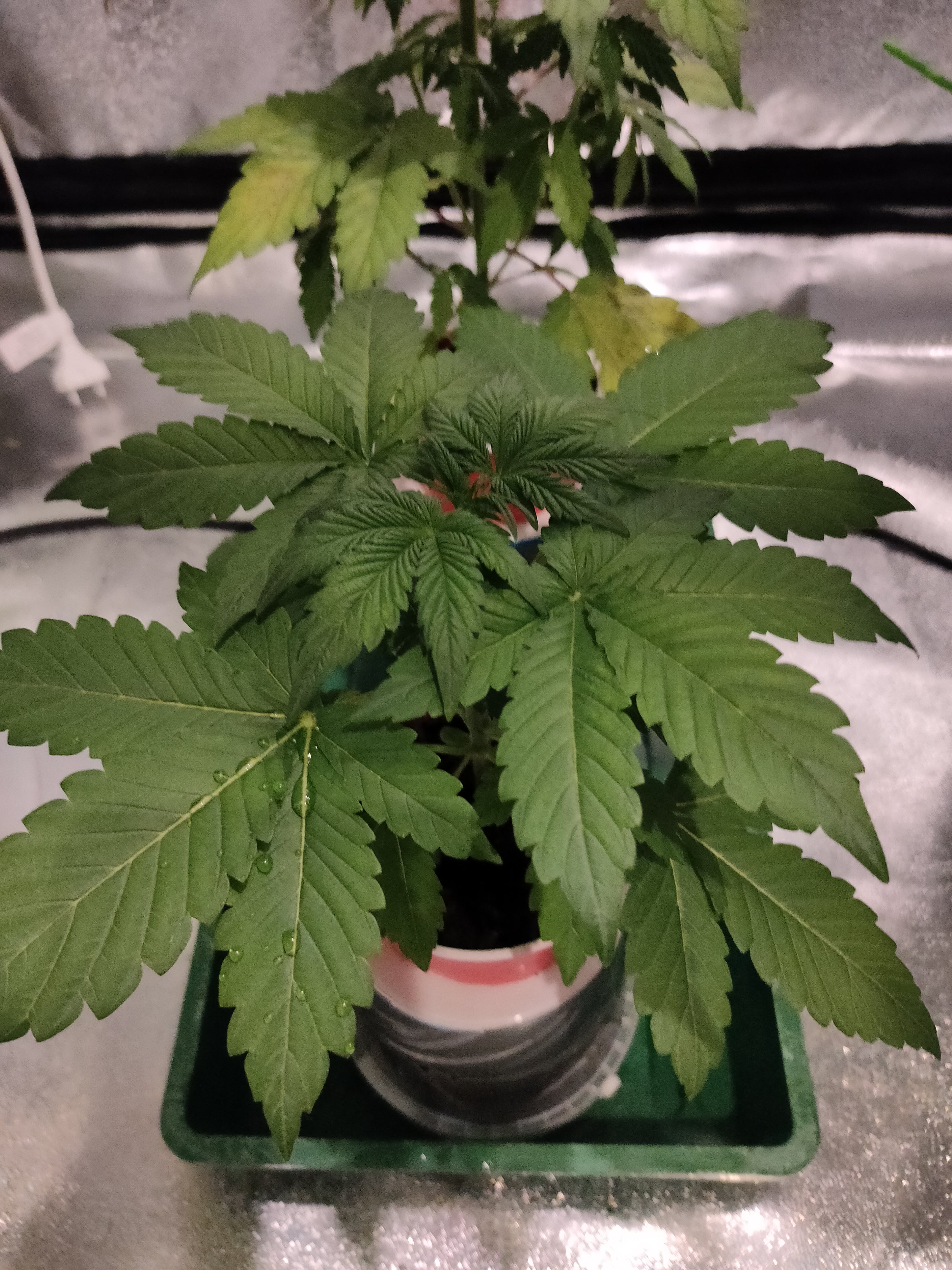 sweet bourbon auto kush 7.jpg