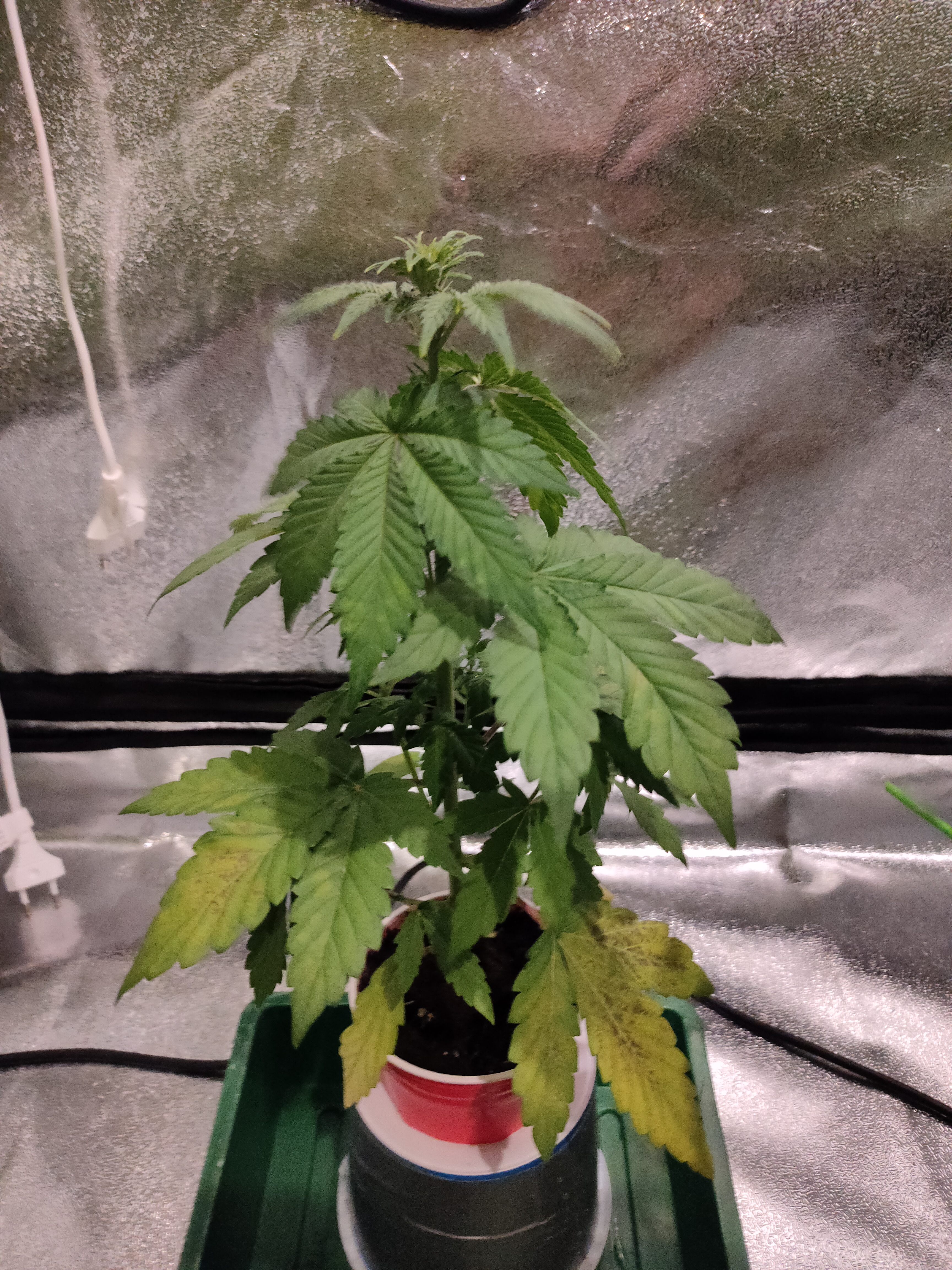 sweet bourbon auto kush 8.jpg