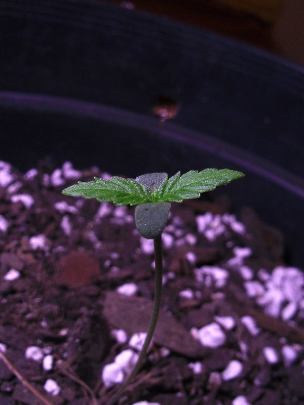 sweet seeds comp entry pic jack 47.JPG