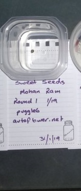 sweet seeds.jpg