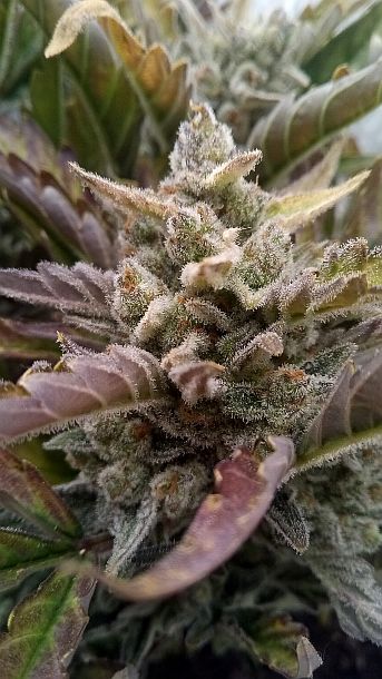 Sweet Skunk bud closeup.jpg