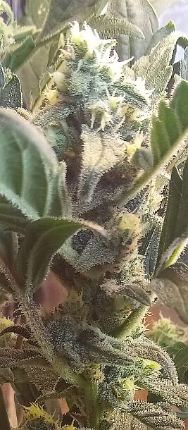 Sweet Skunk Frost 01.jpg